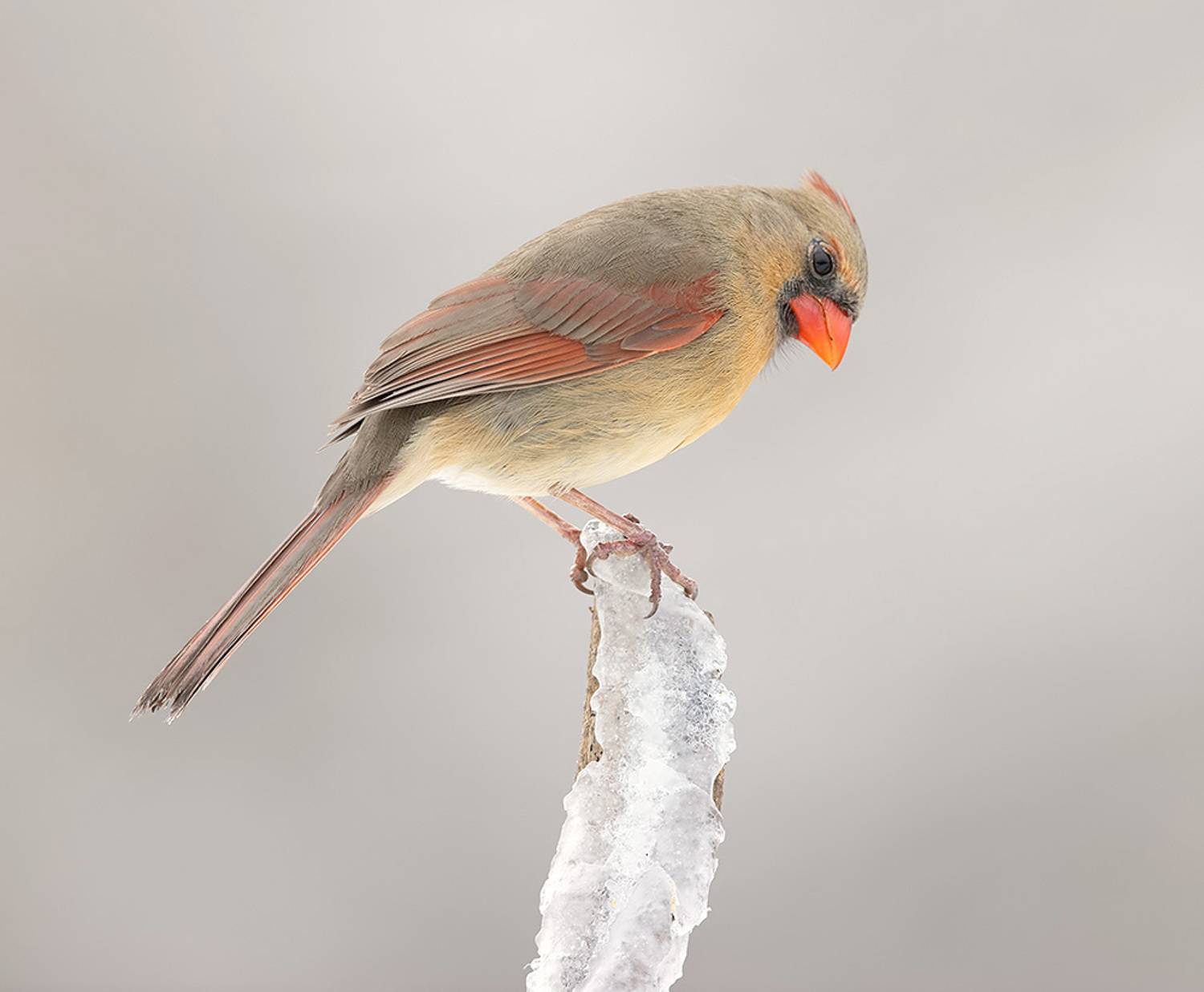 красный кардинал, northern cardinal, cardinal,кардинал,зима, Etkind Elizabeth