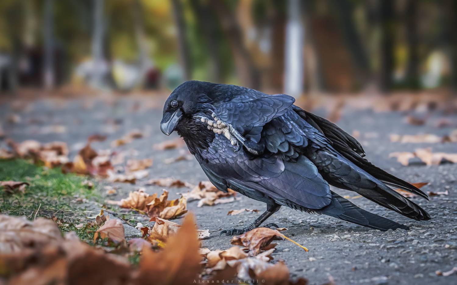 ворон, Круль Александр