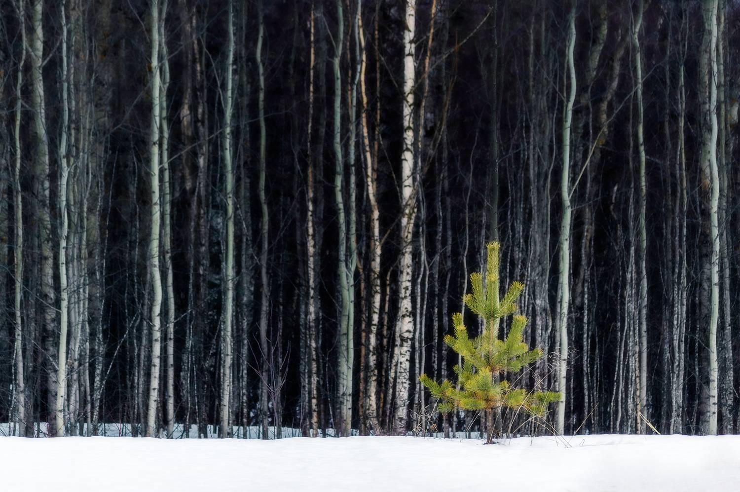 пейзаж, природа, зима, снег, лес, Mysov Ivan