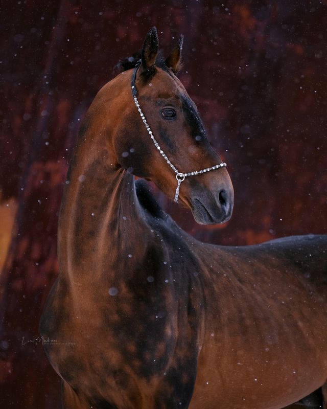 Лошадь, лошади, портрет , horse, horses, portrait  Голден фото превью