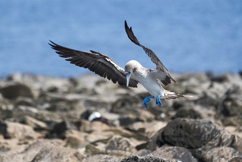 boobies boobies фото превью