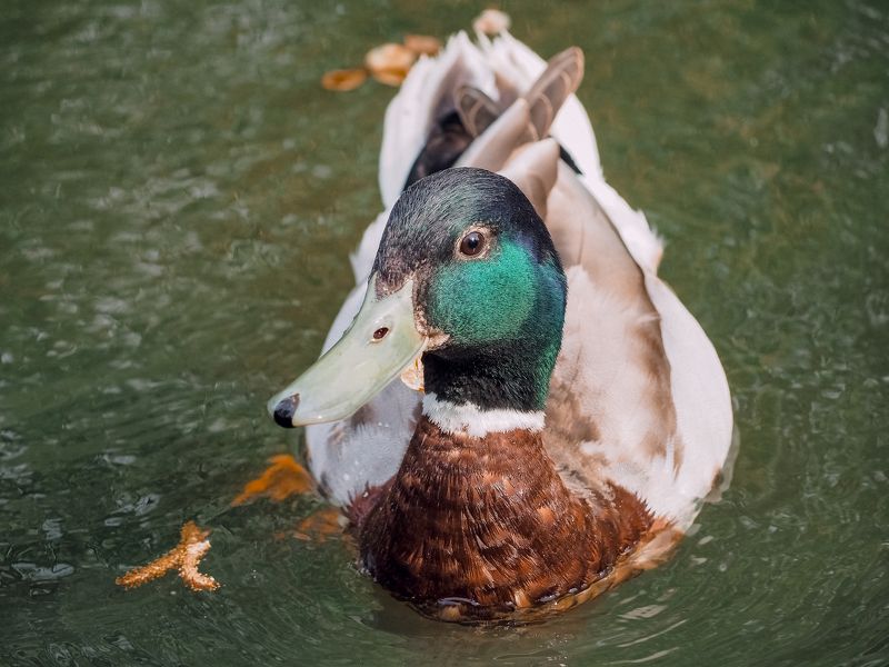 селезень, кряква, птица, портрет, утка, bird, portrait, duck А что у вас? фото превью