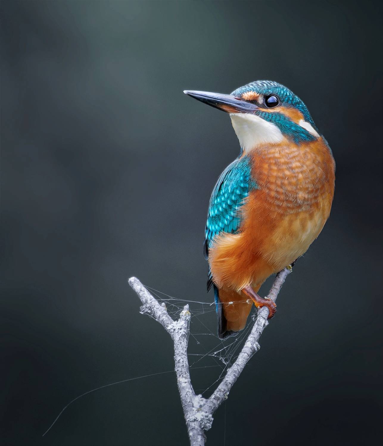 , Никон Александр