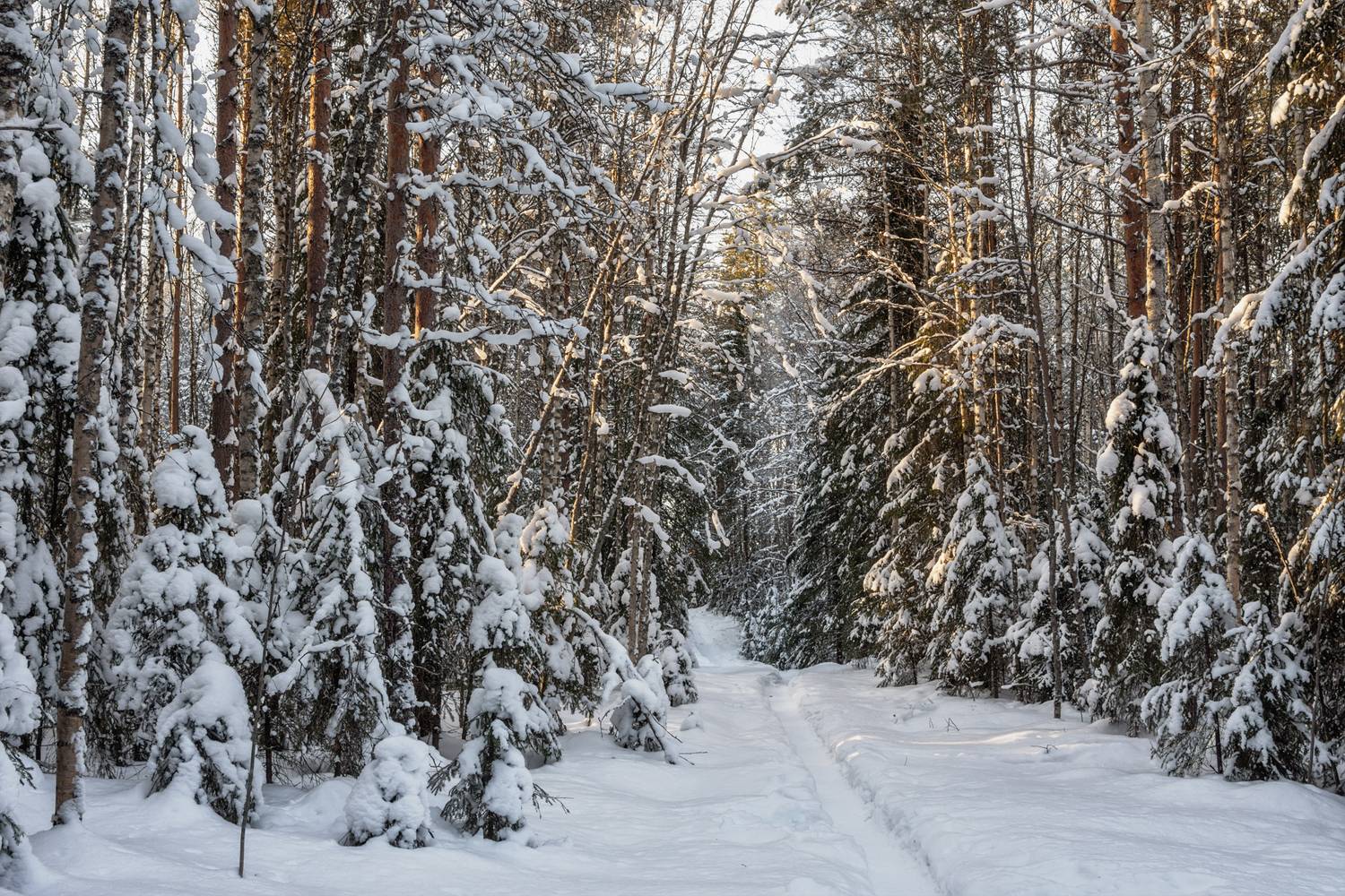 зима, лес, деревья, елки, снег, мороз, сугробы, тропинка, Вера Ра