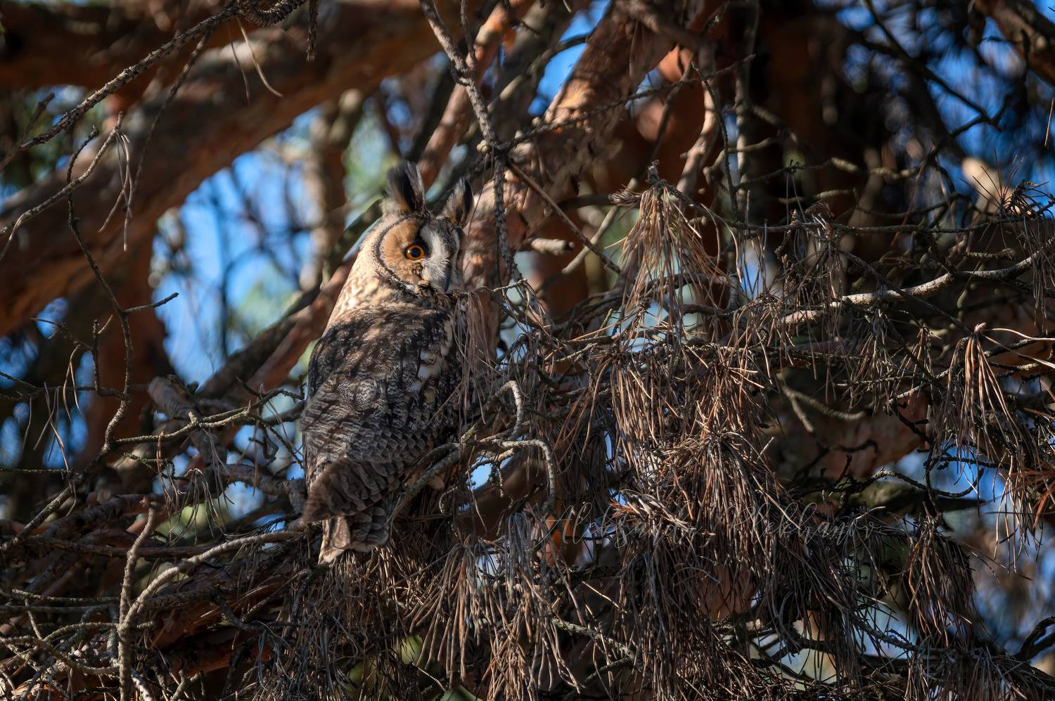 , Плеханов Александр