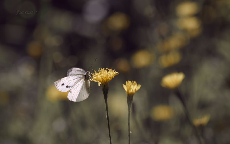 бабочка Было лето фото превью