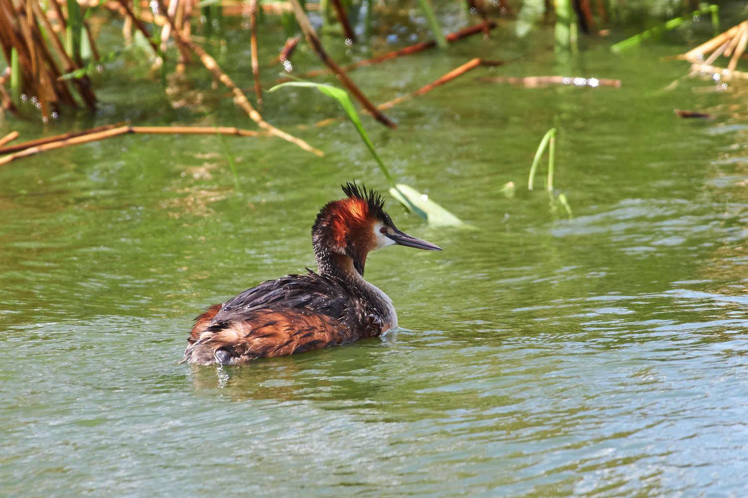 volgograd, russia, wildlife, bird, birds, birdswatching, Podiceps cristatus, , Сторчилов Павел