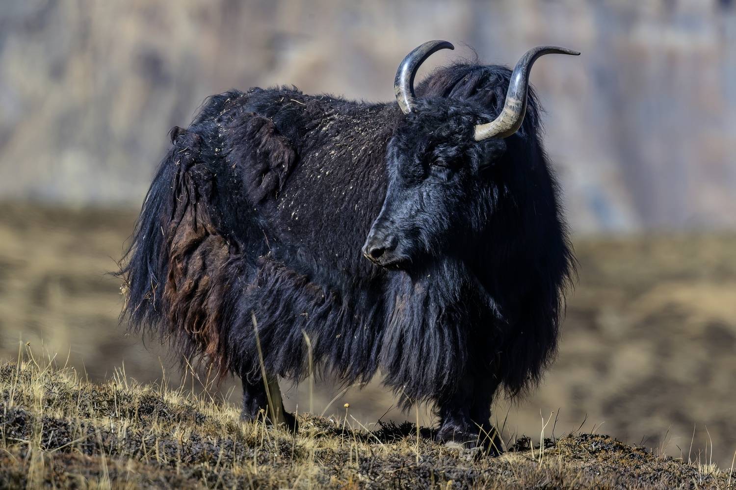 , Пупонин Сергей