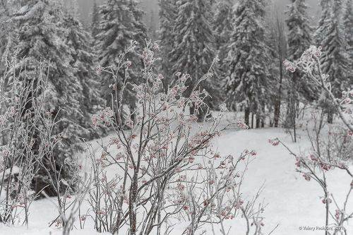 Рябиновый Шерегеш