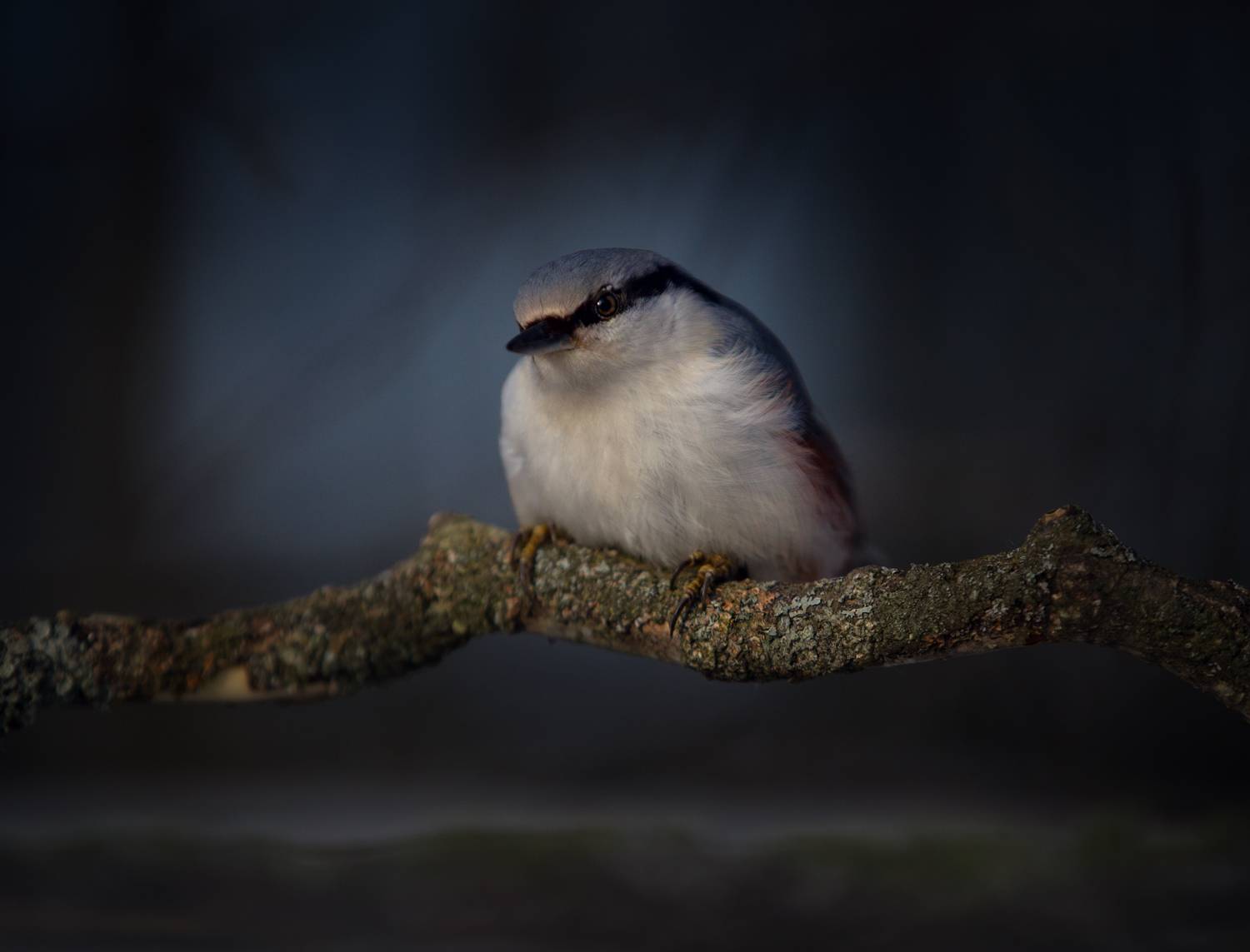 лес, свет, утро, природа, птицы, Баранов Олег