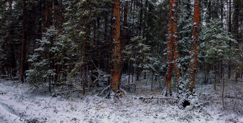 Красные стволы фото превью