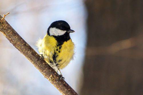 Большак (Parus major).