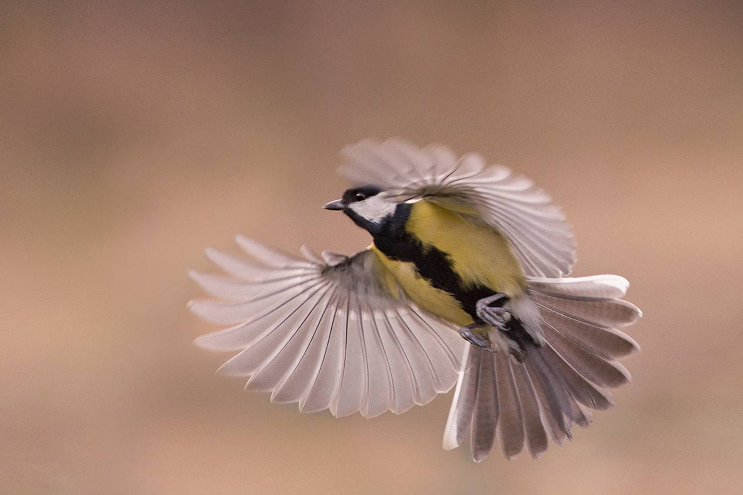 , Евгени Стефанов