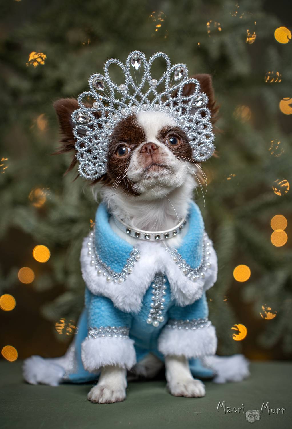 Собака, чихуахуа, Новый Год, Снегурочка , Маори Мурр