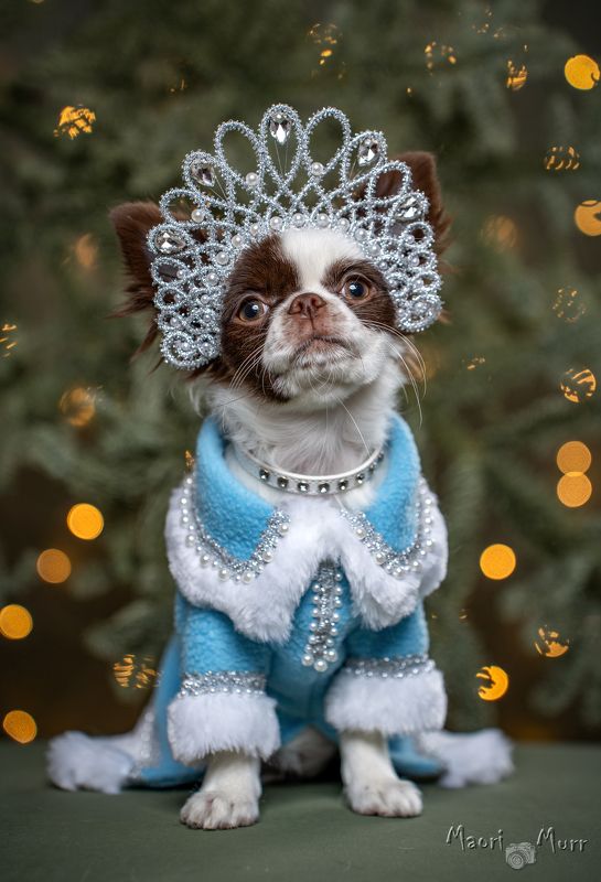 Собака, чихуахуа, Новый Год, Снегурочка  Снегурочка Лу - Лу фото превью