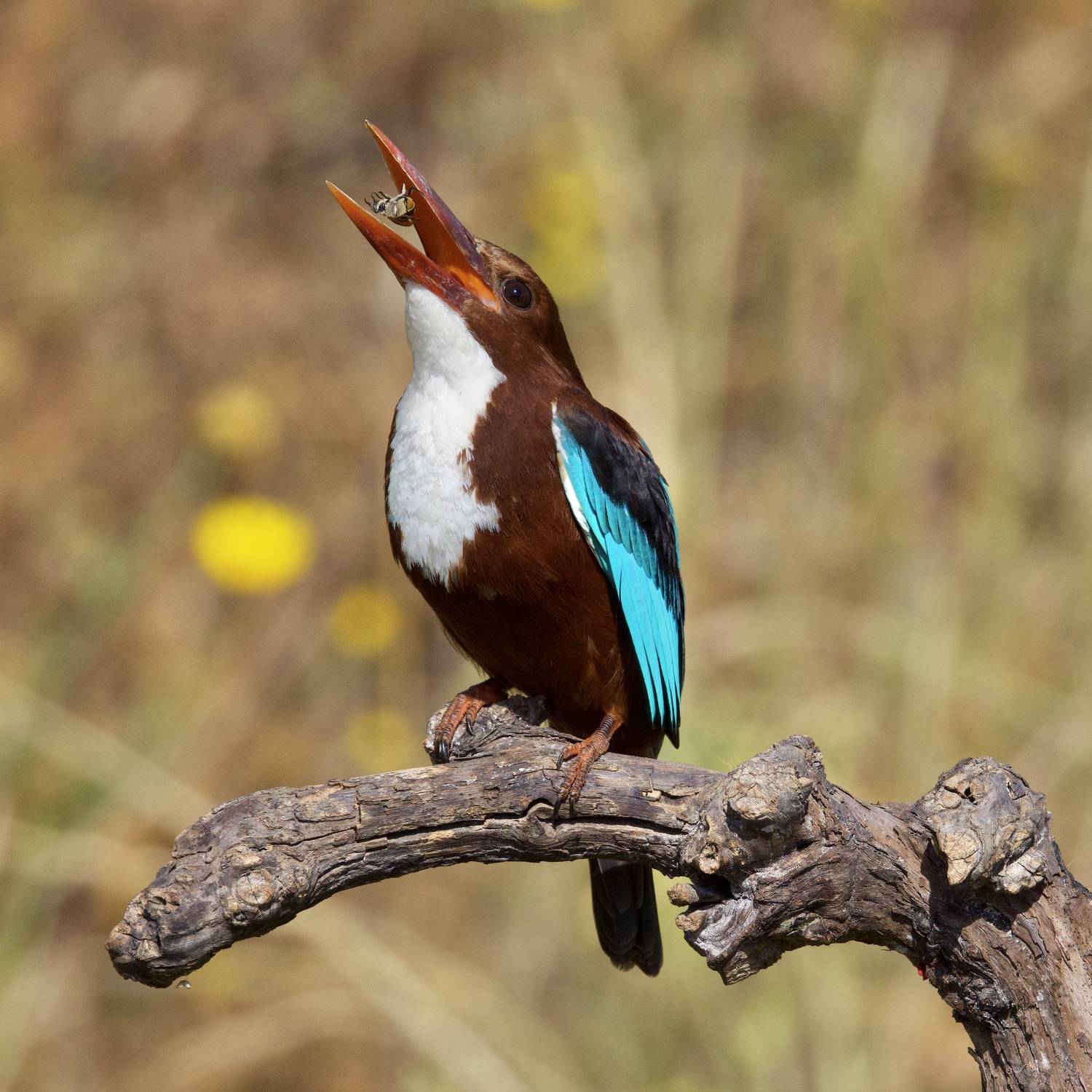 , David Manusevich