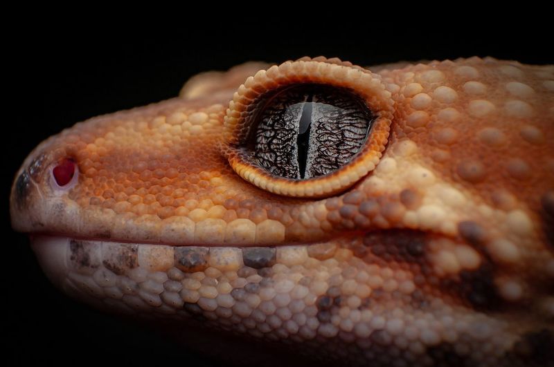 Tangerine Leopard Gecko фото превью