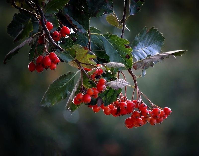 Рябина фото превью