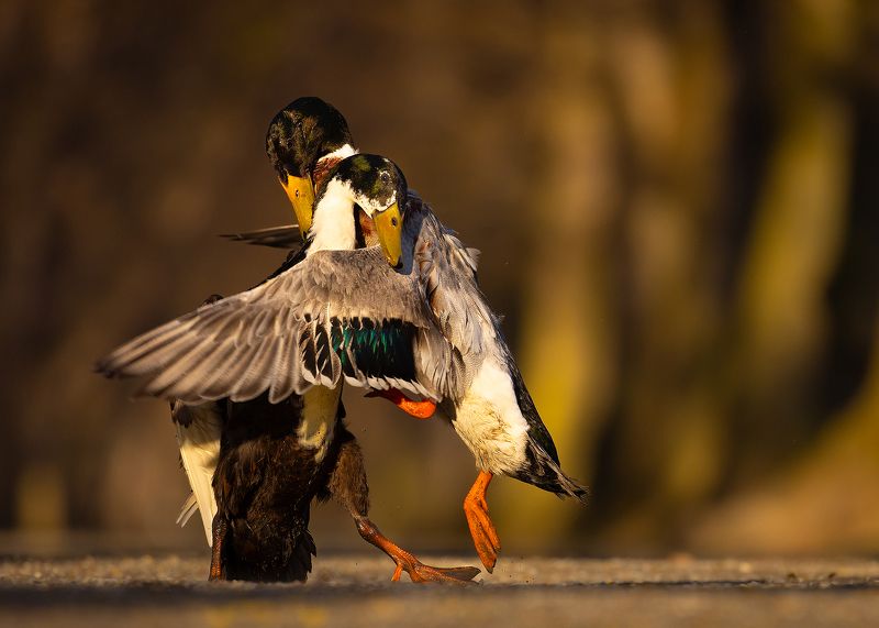 Duel фото превью