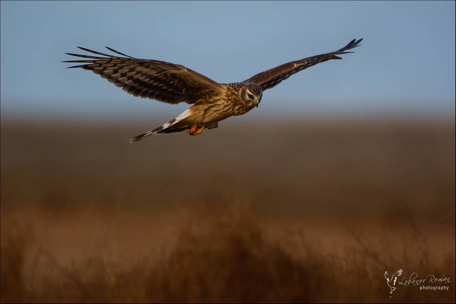 , Лобанов Роман