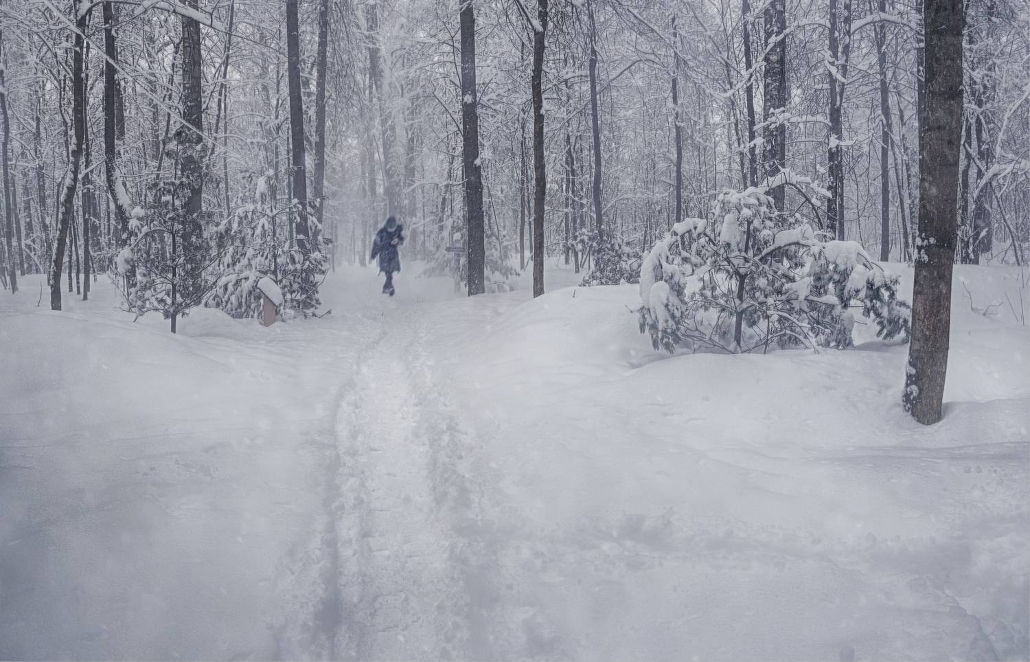 мальчик снег ели, Вера Петри