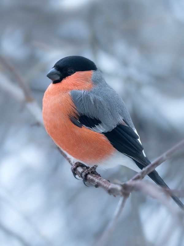 снегирь, птица, птицы, фауна, фотоохота, природа Снегирь фото превью