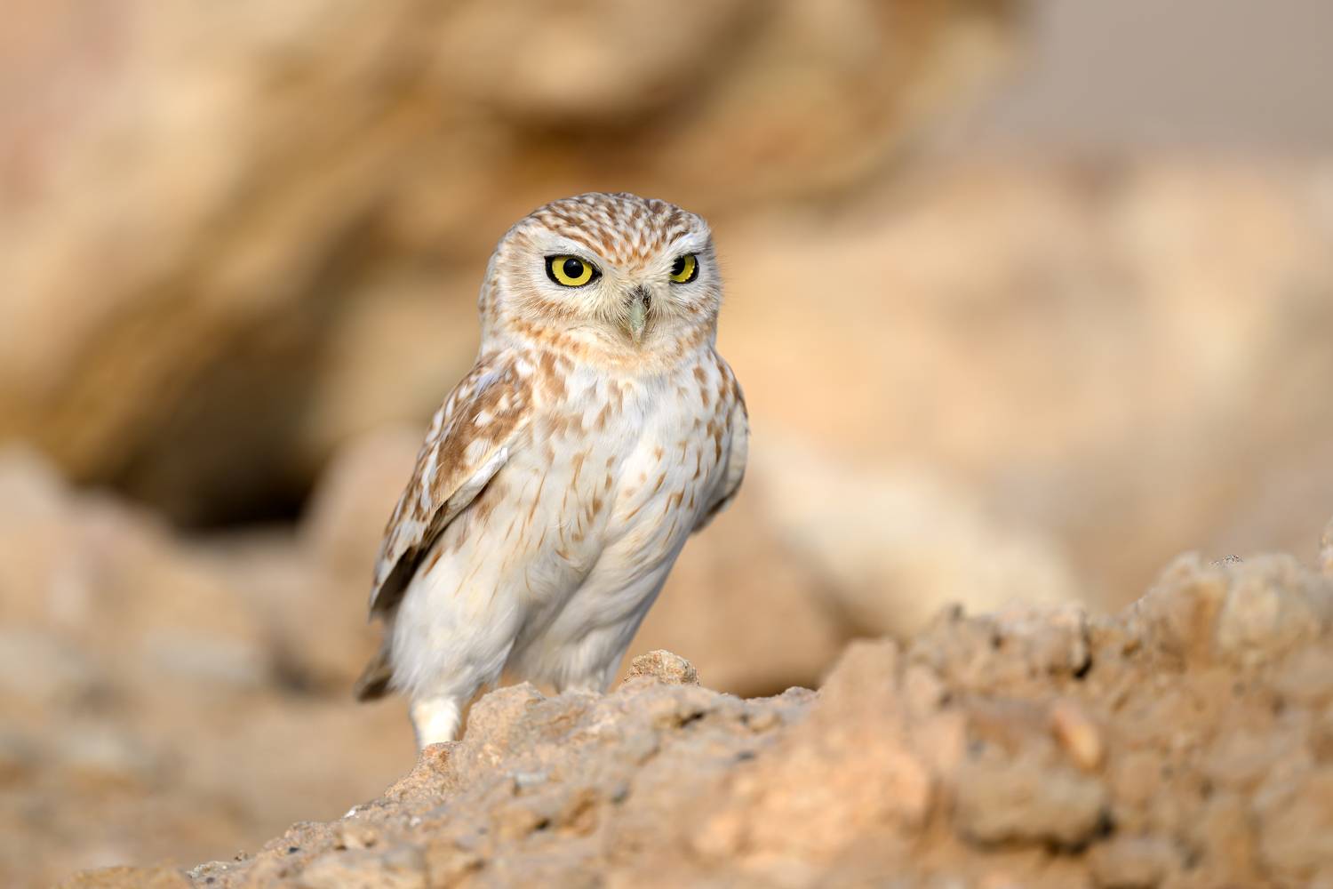 птица, фотоохота, сыч, сова, природа, фауна, Vladimir Kulikov