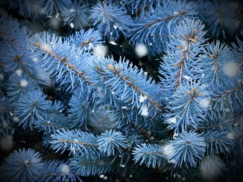 Новогодняя фото превью