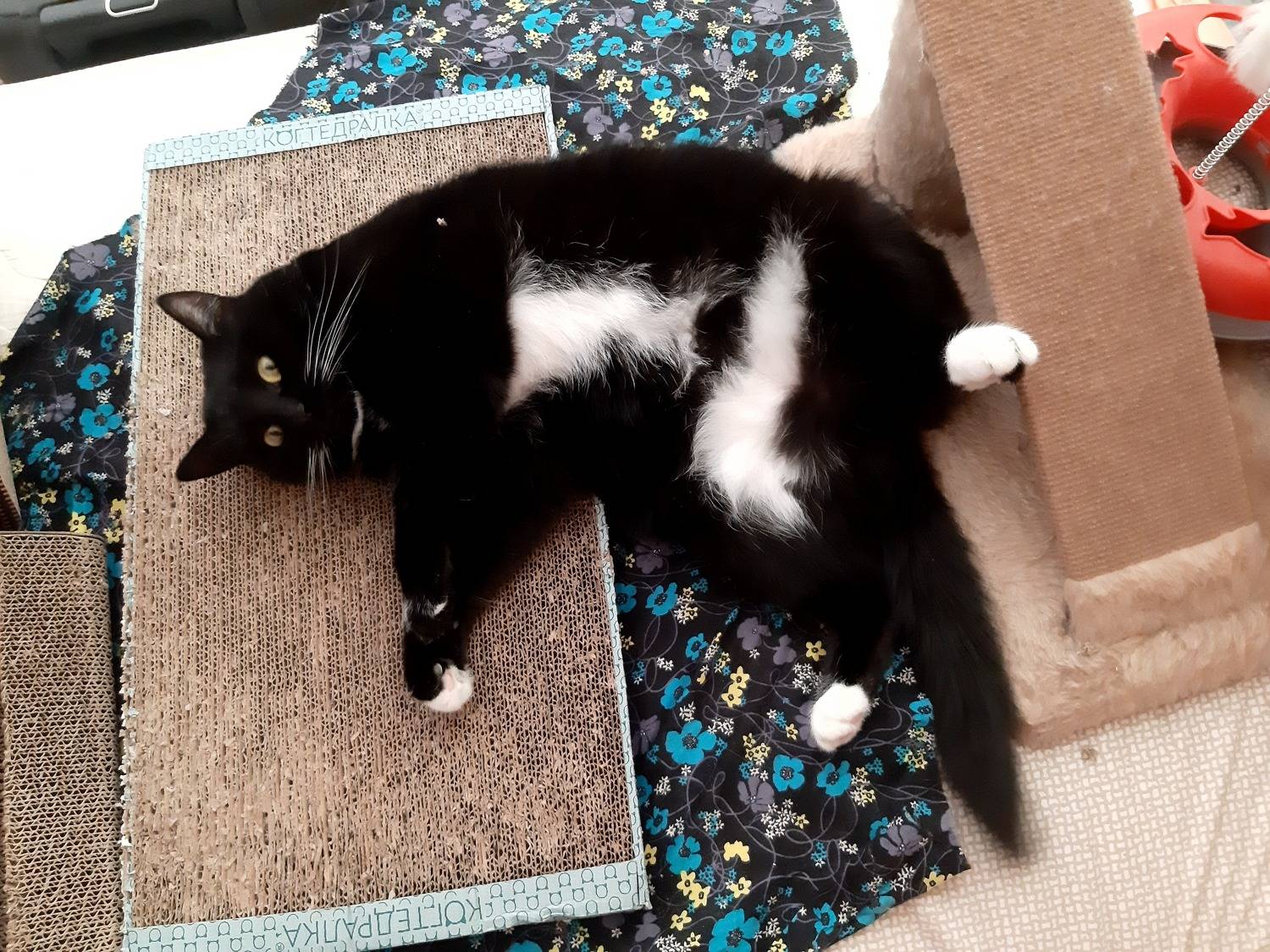 чёрная кошка, Maria V. Gorskaya