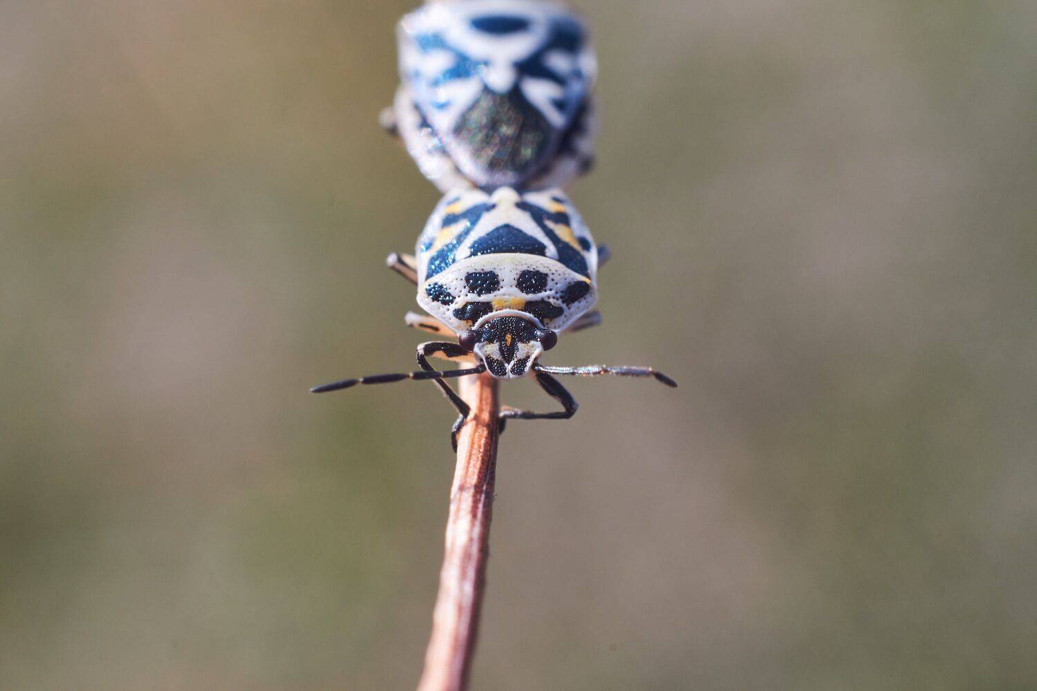macro, macro photo, bugs, bug, russia, wildlife, Eurydema ornata,, Сторчилов Павел