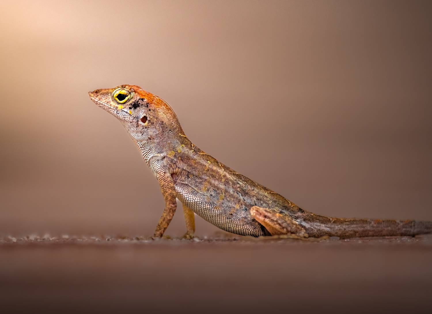 lizard, chameleon, reptile, flower, macro, sunrise, sunset, closeup,, Atul Saluja