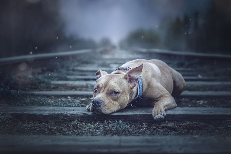 Анна Каренина фото превью