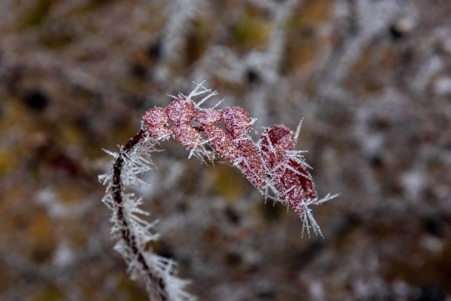 , Илья Тильман