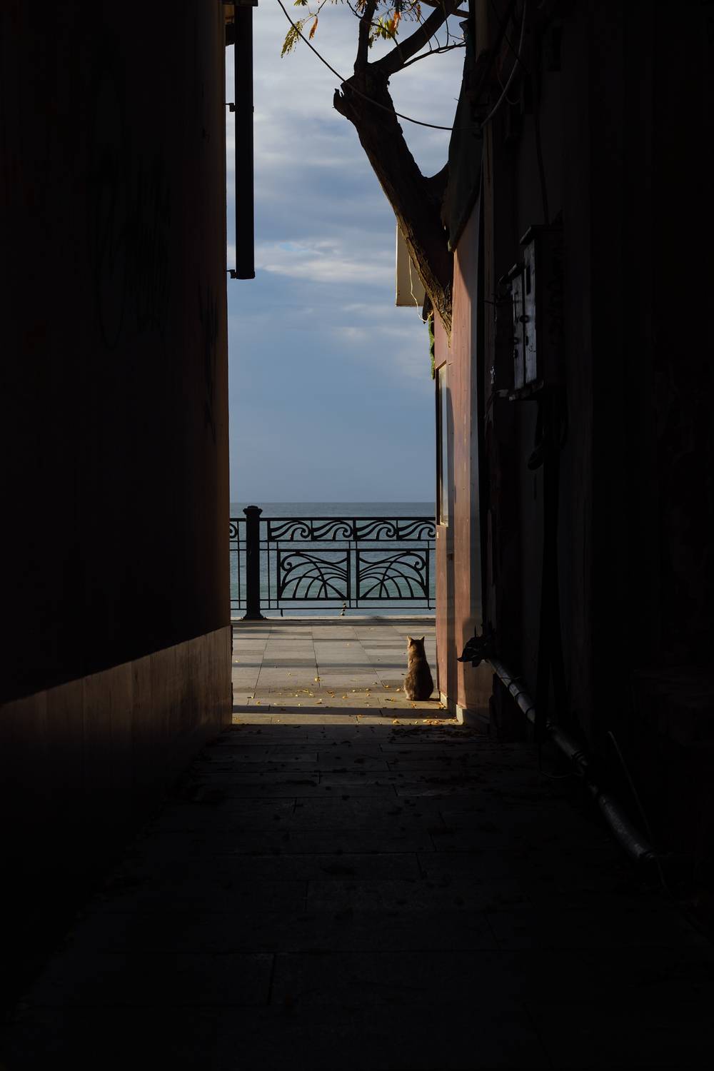 кот, море, набережная, Вьюшкин Игорь