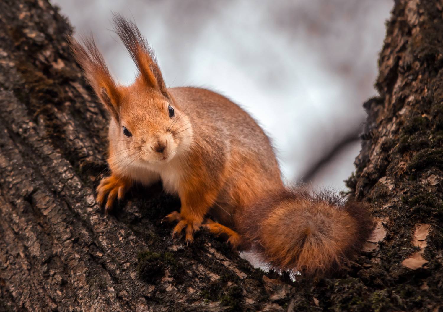 , Чепленко Алексей