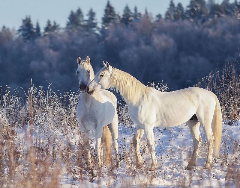 лошади, рысаки,фотосессия, красота, зима,horses,photosession,beautiful, winter, nature Белоснежные фото превью