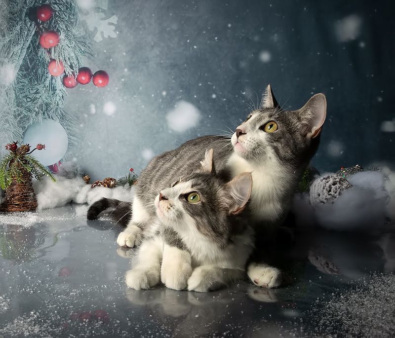 котята, kittens, домашнии питомцы, cat, кот, кошка,новый год Котята! С Новым Годом! фото превью