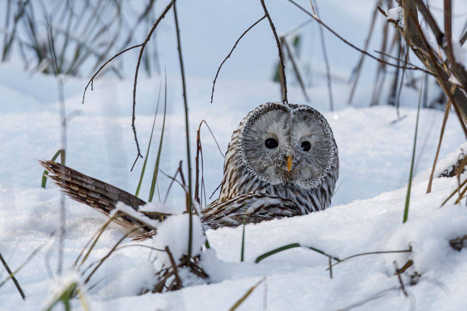 , Гильманов Артур