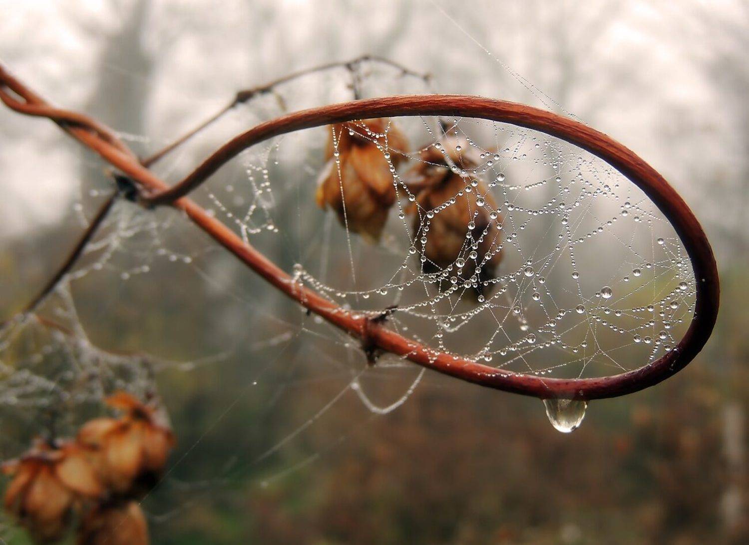 , Савоцкий Роман