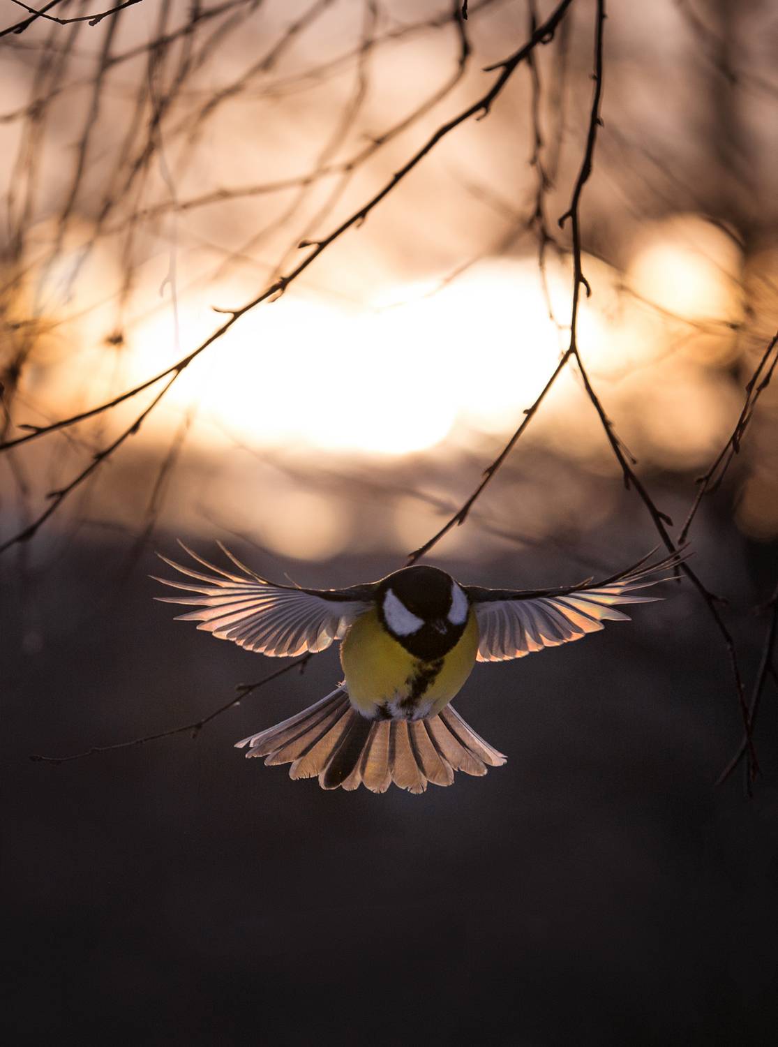 лес, свет, утро, природа, синица, птицы, Баранов Олег
