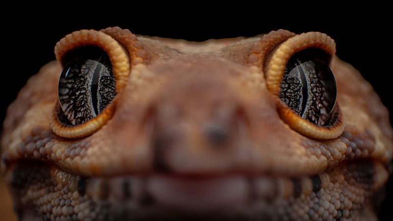 Tangerine Leopard Gecko фото превью