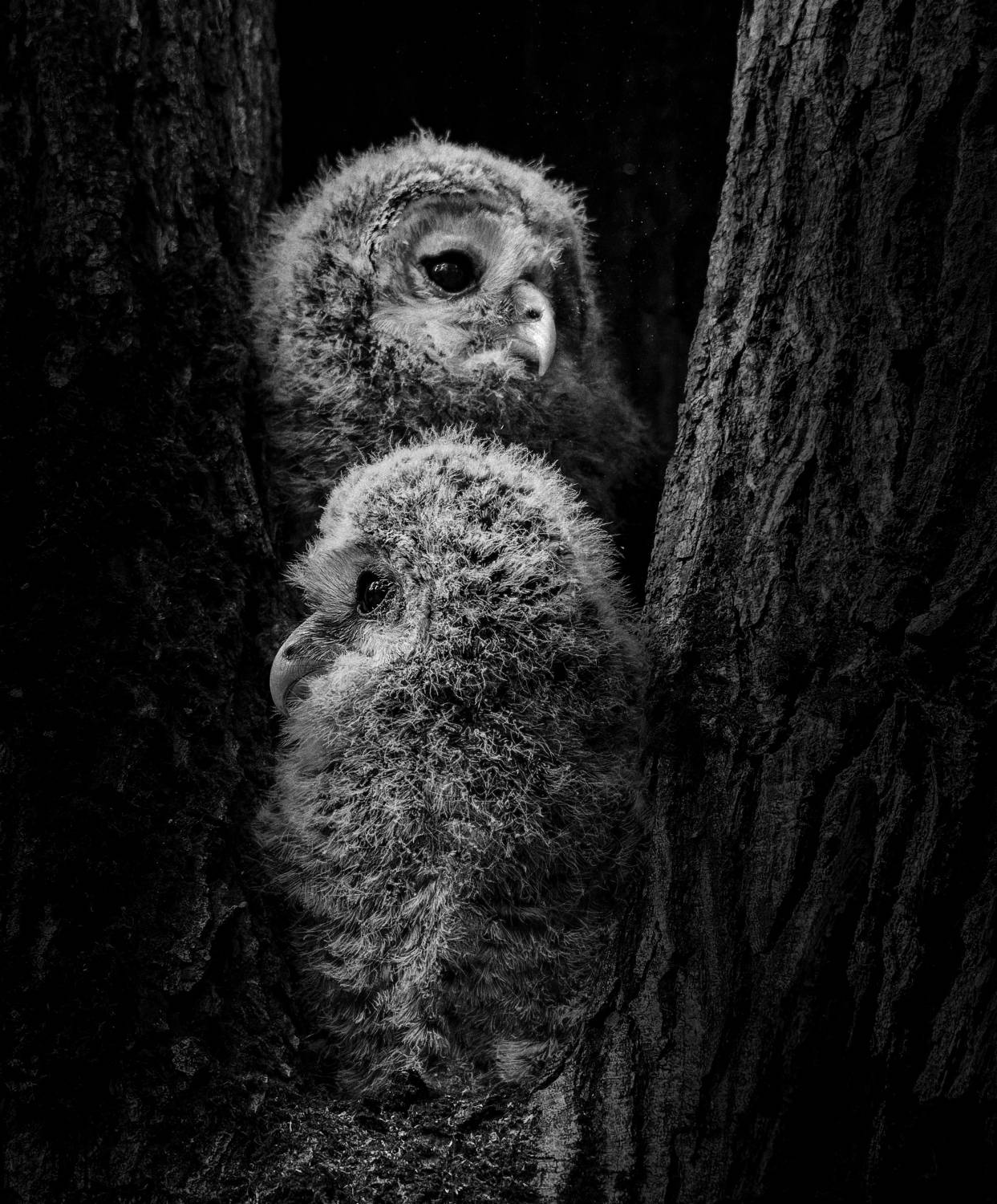 , Никон Александр