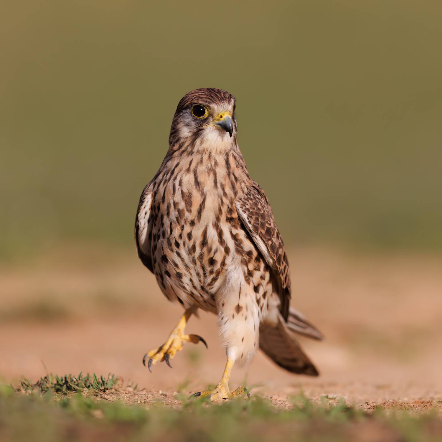 , Фруман Евгений