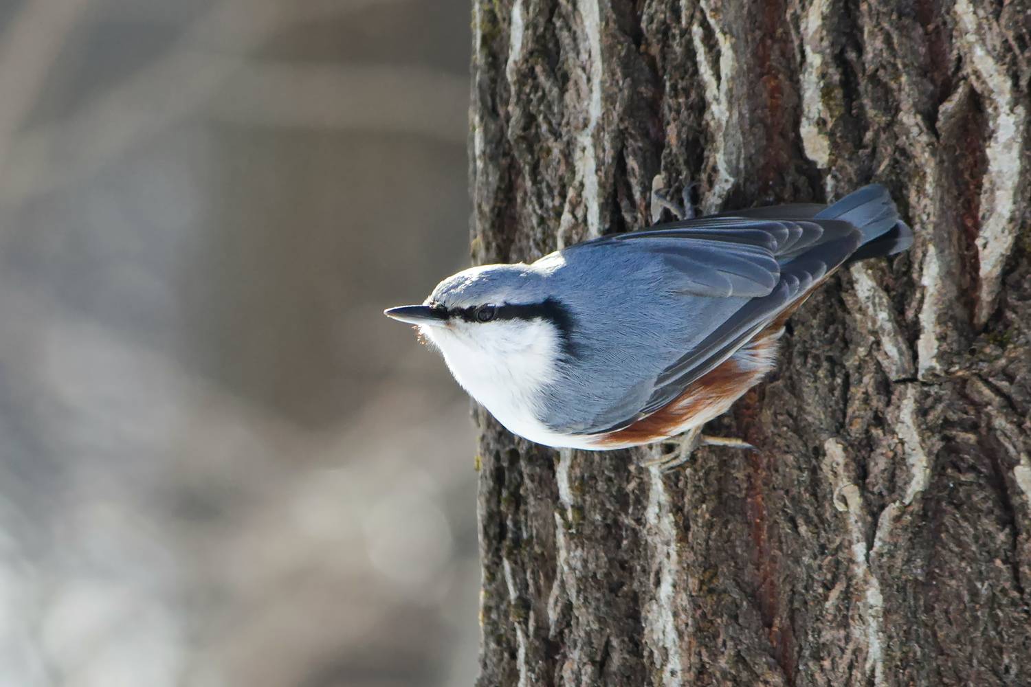 поползень, ямщик, sitta europaea, КарОл