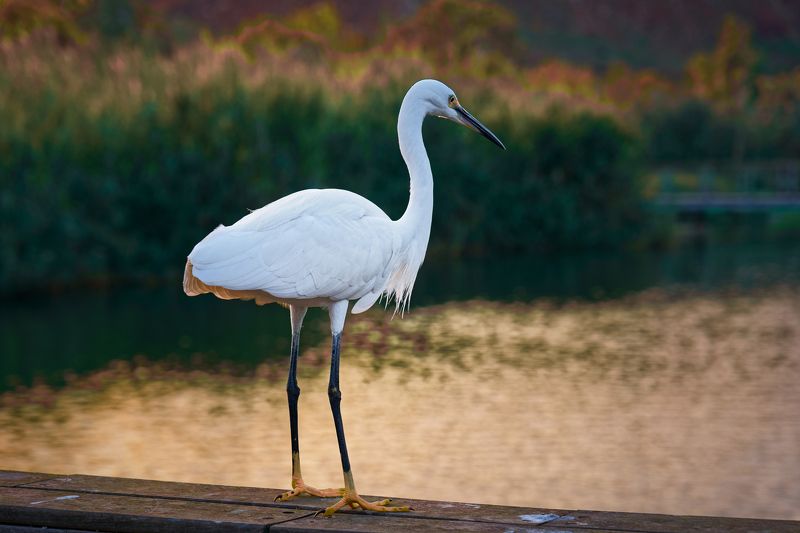 Eco Park Hod Hasharon фото превью