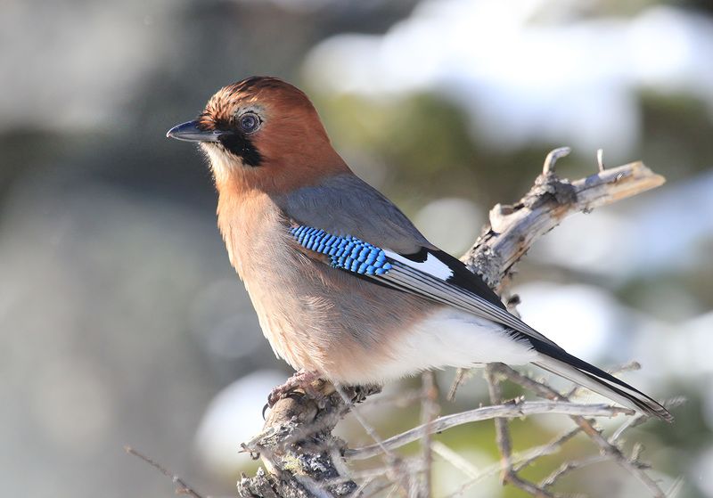 сойка трансформация фото превью