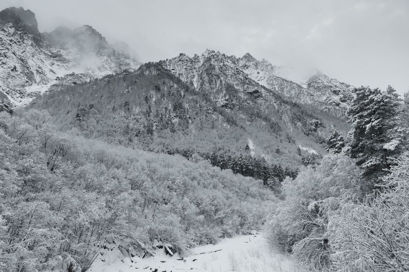 Цей-2024 фото превью