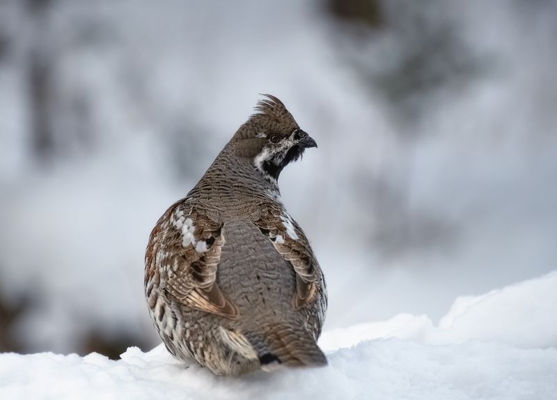 сибирь, рябчик, столбы, птицы Рябчик фото превью