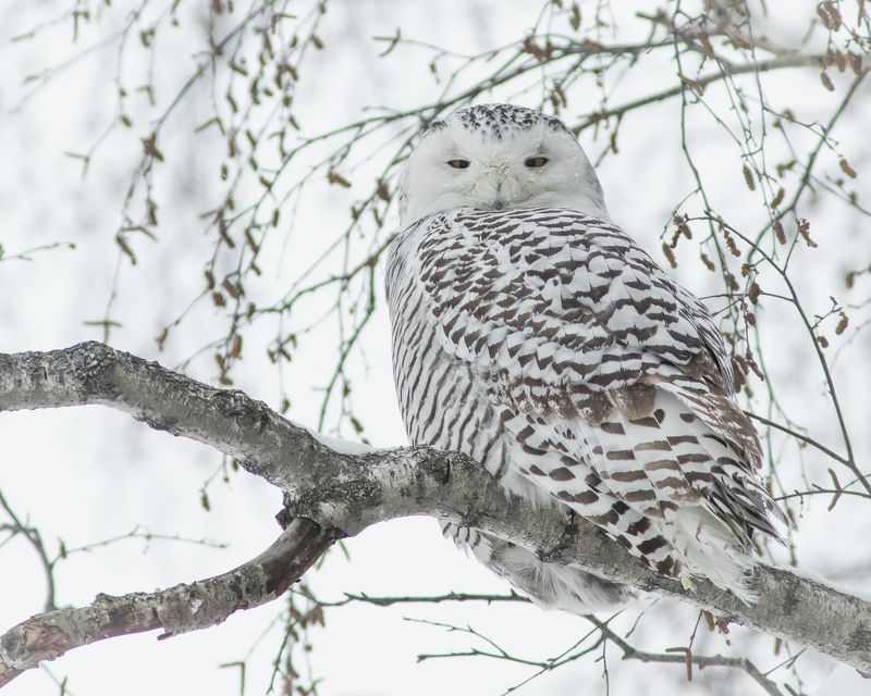 полярная сова Полярная сова фото превью
