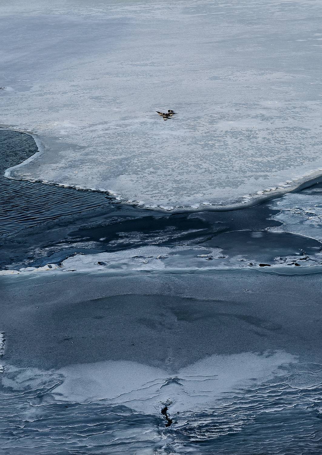 зима, пруд в парке, птицы зимой, Vera Trandina
